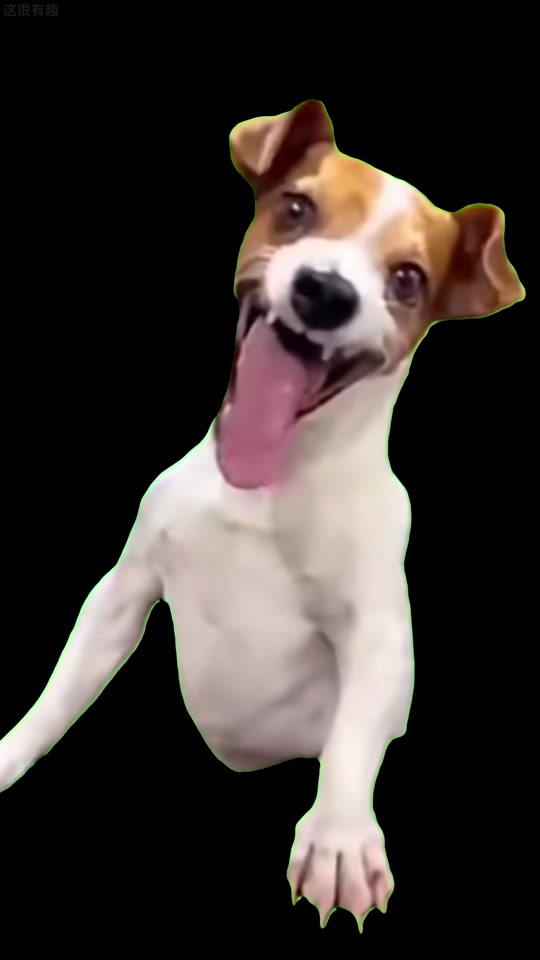 赢荡狗是什么梗