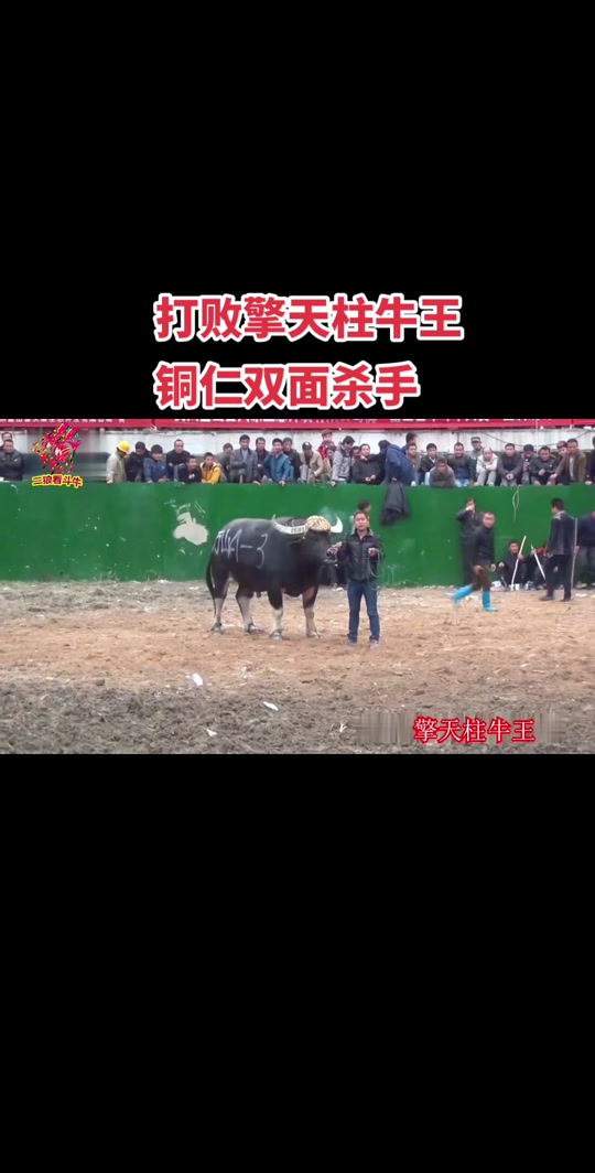 中国牛王黑霸王vs擎天柱