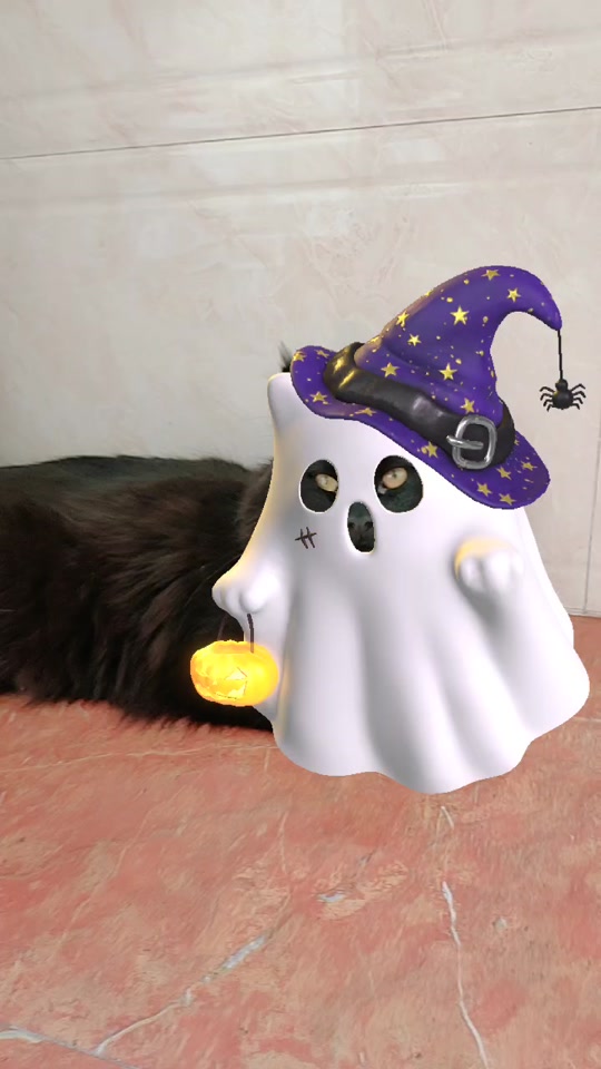 幽灵猫紫色染色