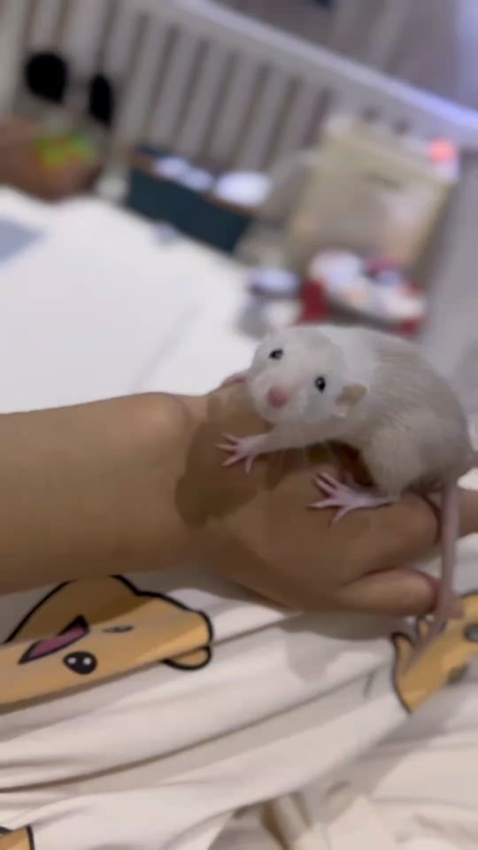 奶牛头巾花枝鼠