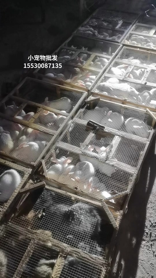 宠物兔子批发10元一只