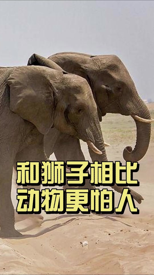 动物为什么怕人