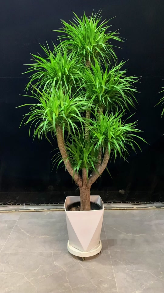 精品多头龙血树,青云直上吉祥如意#基地直发 #客厅植物推荐