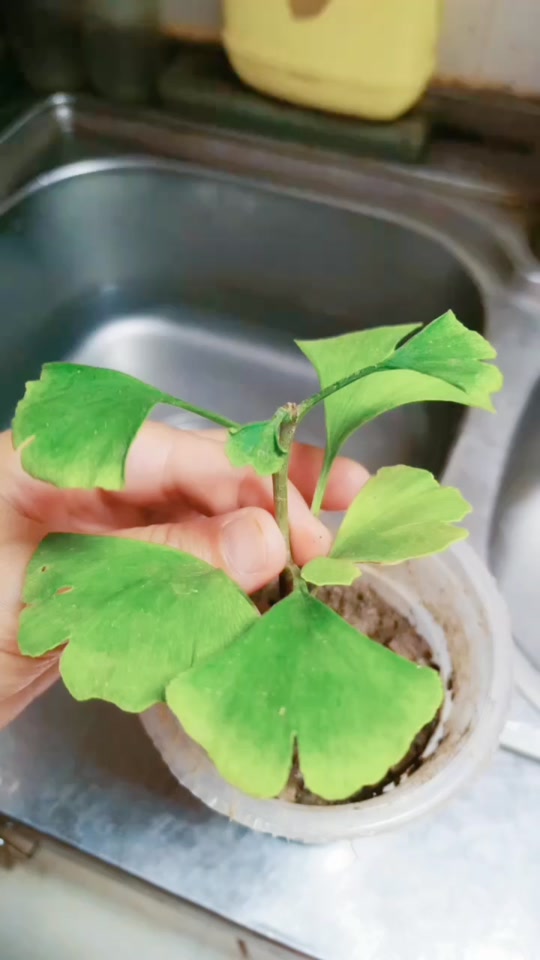 每天认识一款多肉: 泡泡糖,又叫木糖醇,全状态叶片橙色时又叫萤火虫奶