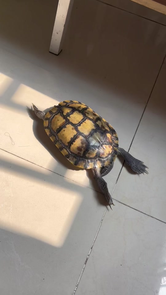 广西黑颈龟,大头黑颈龟,洗个澡#养龟日常 #黑颈乌龟 #广西黑颈龟