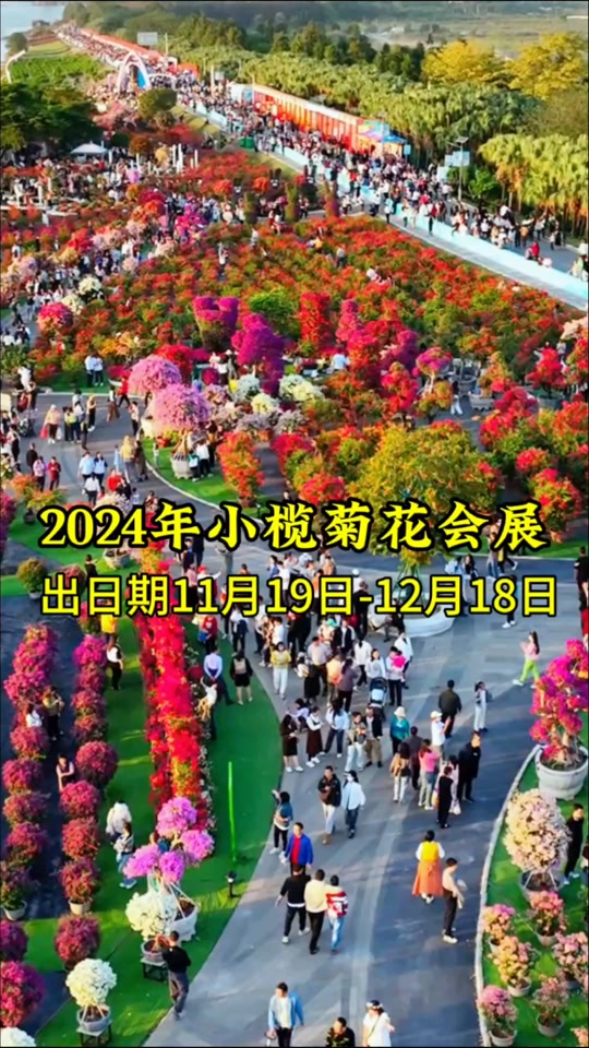 福州2024年小榄菊花展举办时间 - 抖音