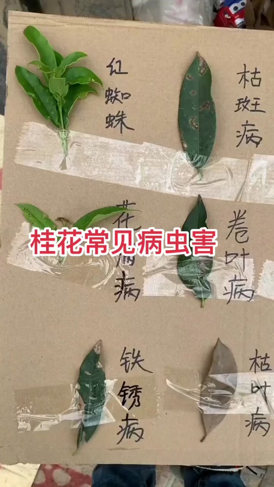 桂花生病了