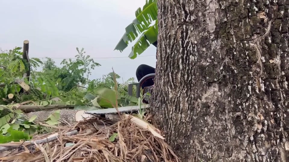 森林中的电锯登山镐在哪 - 抖音