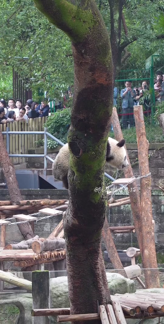 乡村国宝在哪看30小时