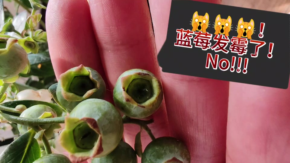 蓝莓长毛了一盒要扔掉吗