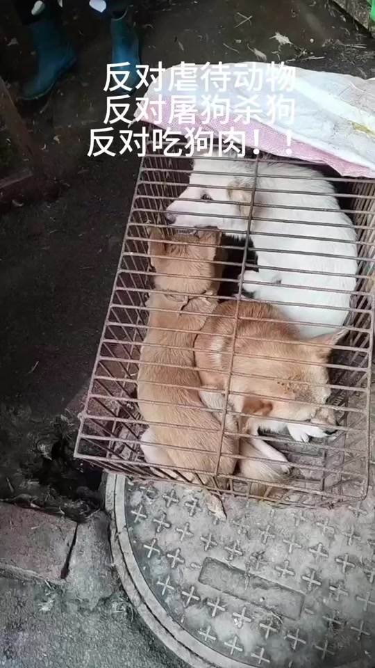 荣县三号转盘菜市场看到了几只被关押的小狗 卖肉的老板说下午要宰杀