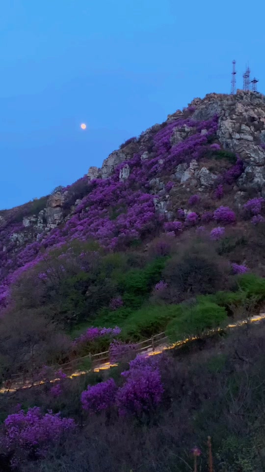 大黑山杜鹃花海5月12号还有吗 - 抖音