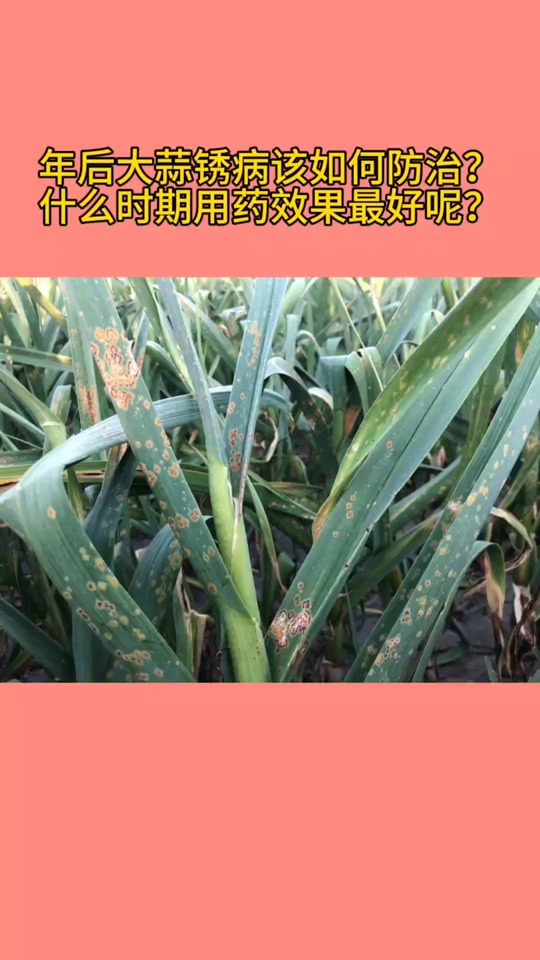防大蒜锈病第二遍药在几月份打最好 - 抖音