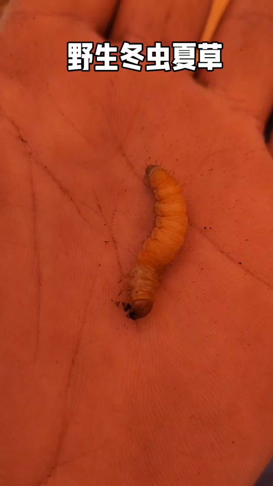 新鲜冬虫夏草  有一种叫"蝙蝠蛾"的飞蛾产下虫卵,在土壤中孵化成幼虫