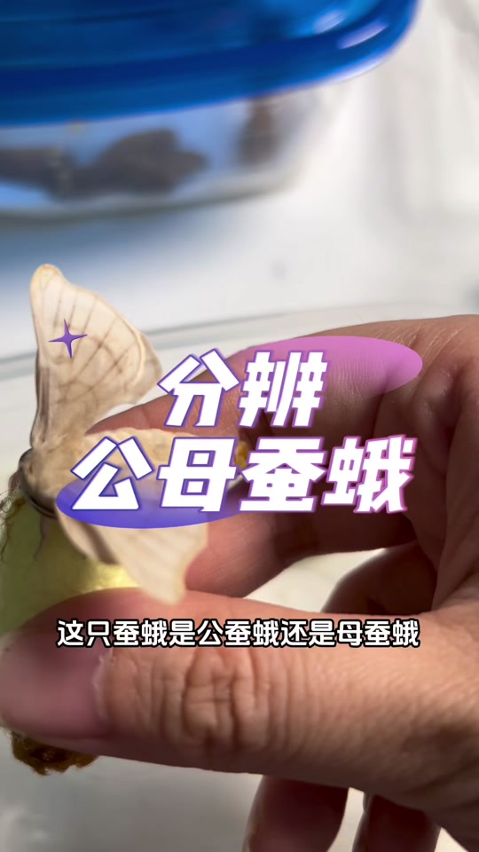 乔尼小汽车和小啾啾:分辨公母(雌雄)蚕蛾#养蚕日记 #蚕蛾辩雌雄