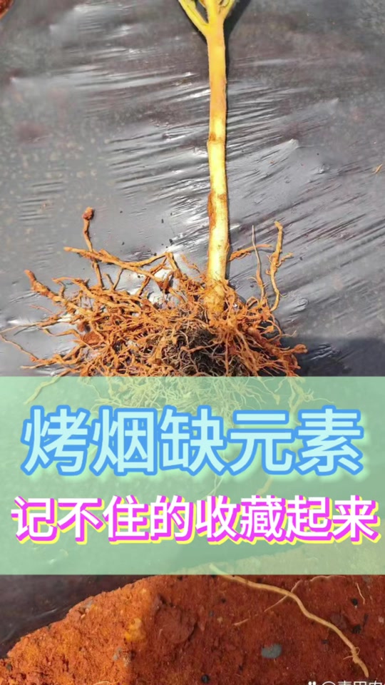 烤烟缺锌的症状
