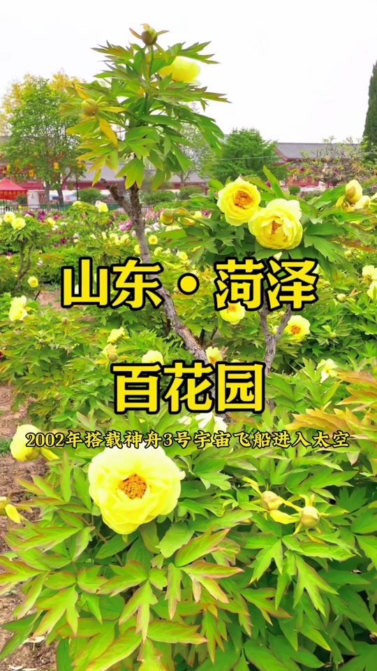 33届菏泽牡丹花会持续多长时间 - 抖音