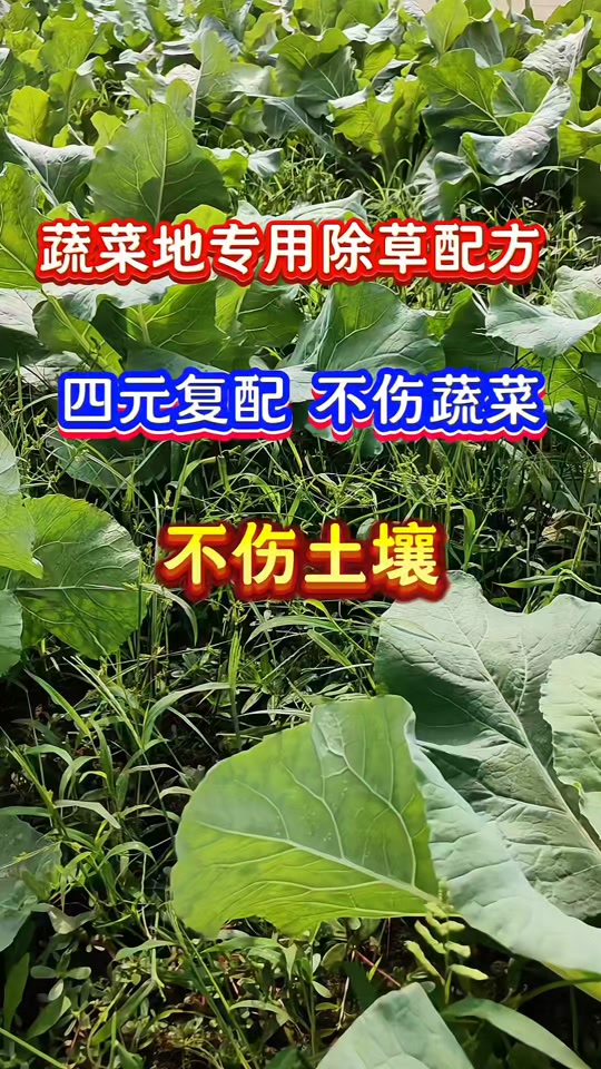 黄花菜专用除草剂