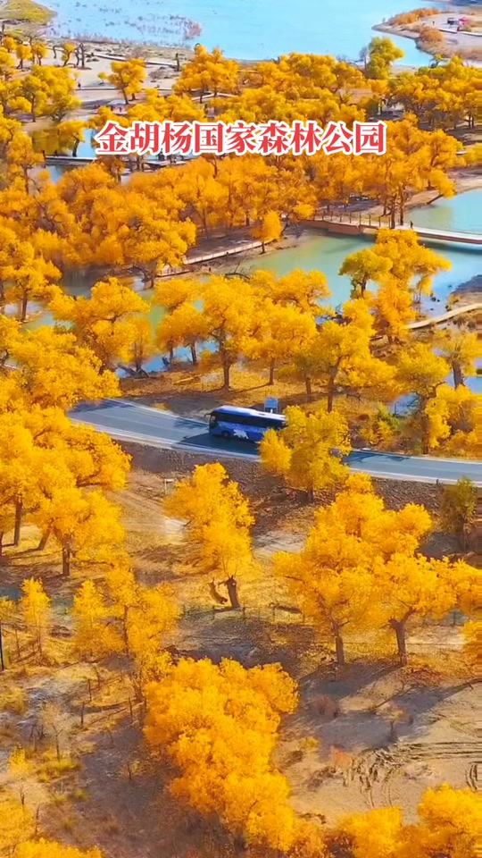 泽普县金胡杨最佳时间