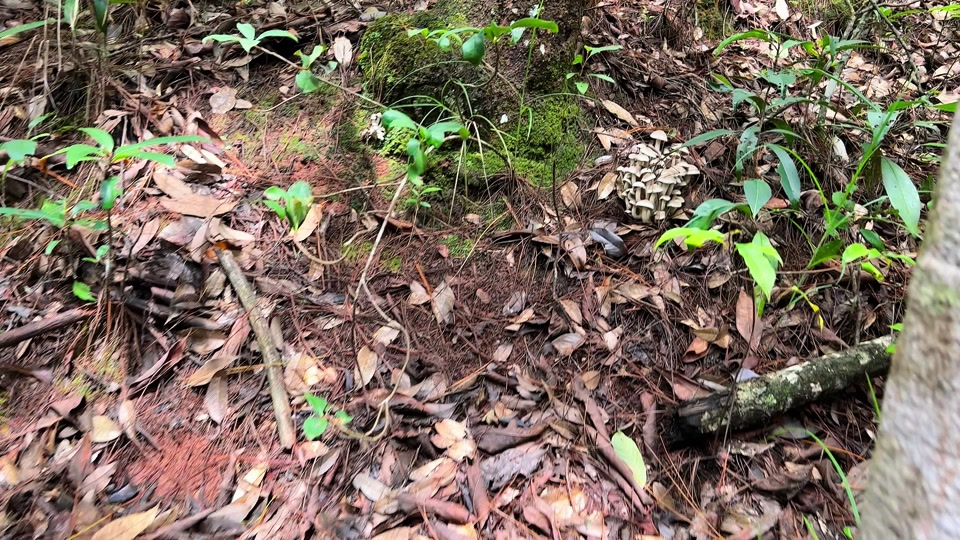 一窝羊野生菌
