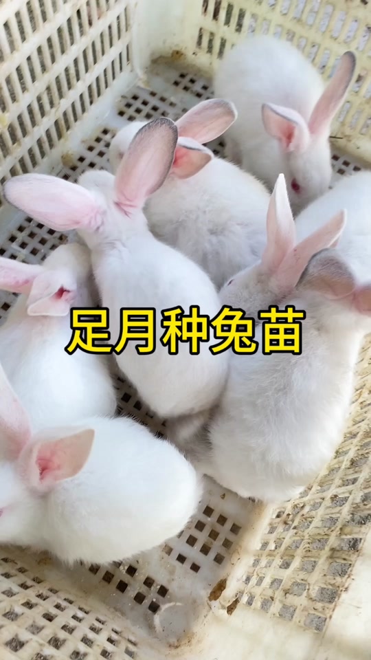 兔苗批发10元一只