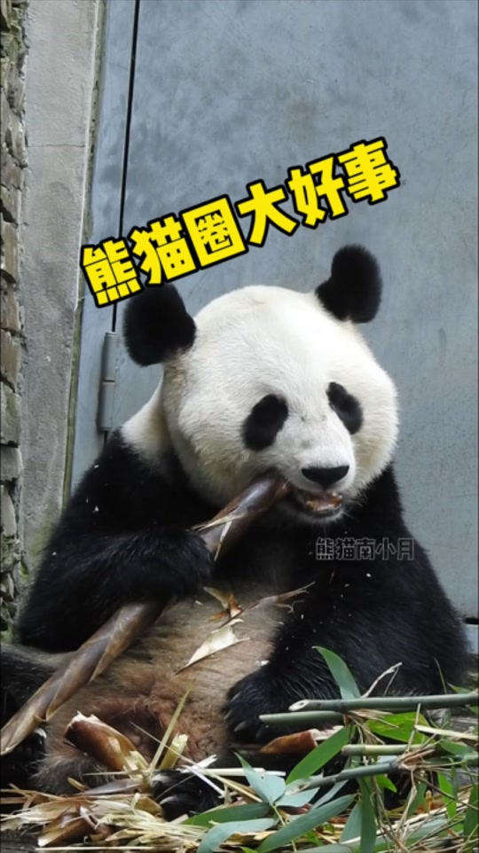 熊猫tv=熊猫tv韩国