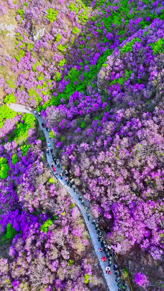 大黑山杜鹃花海5月12号还有吗 - 抖音