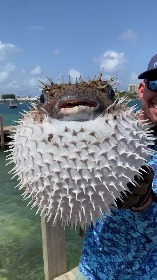 河豚膨胀表情包gif