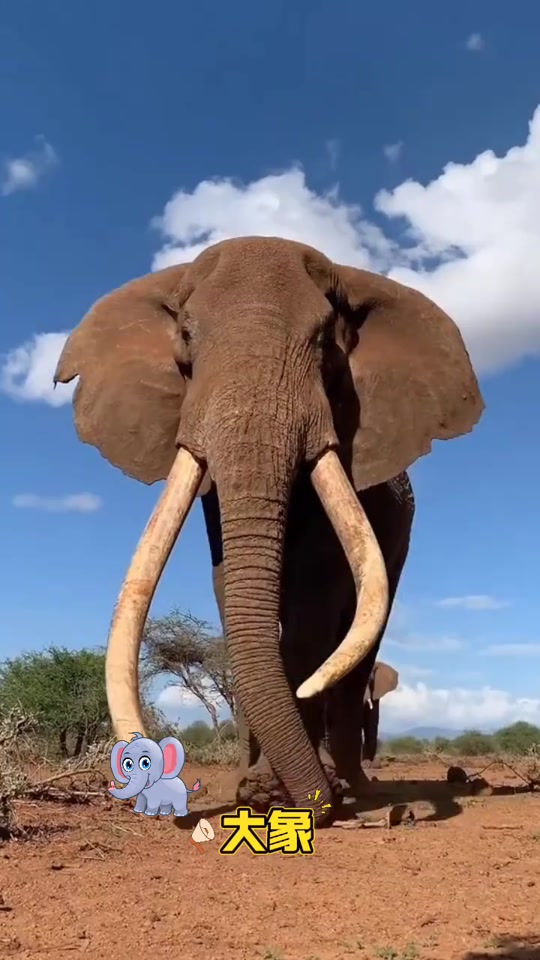 喜羊羊与灰太狼河马大战水牛