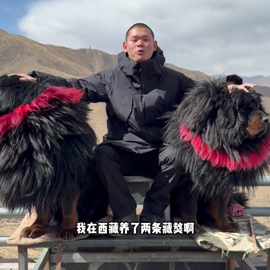 吹嘘藏獒视频播放网站_吹嘘藏獒视频播放网站在线观看