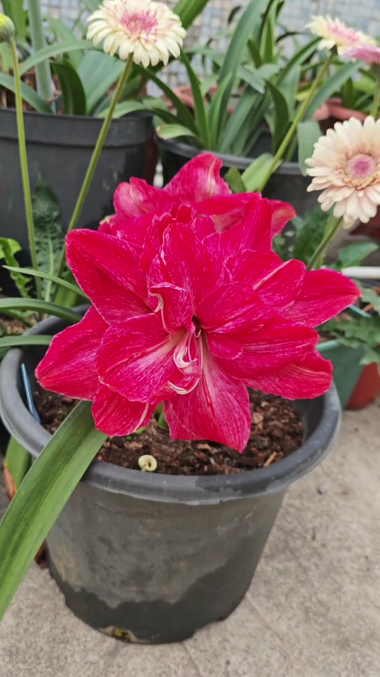 朱顶红贵妇和汤姆区别 - 抖音