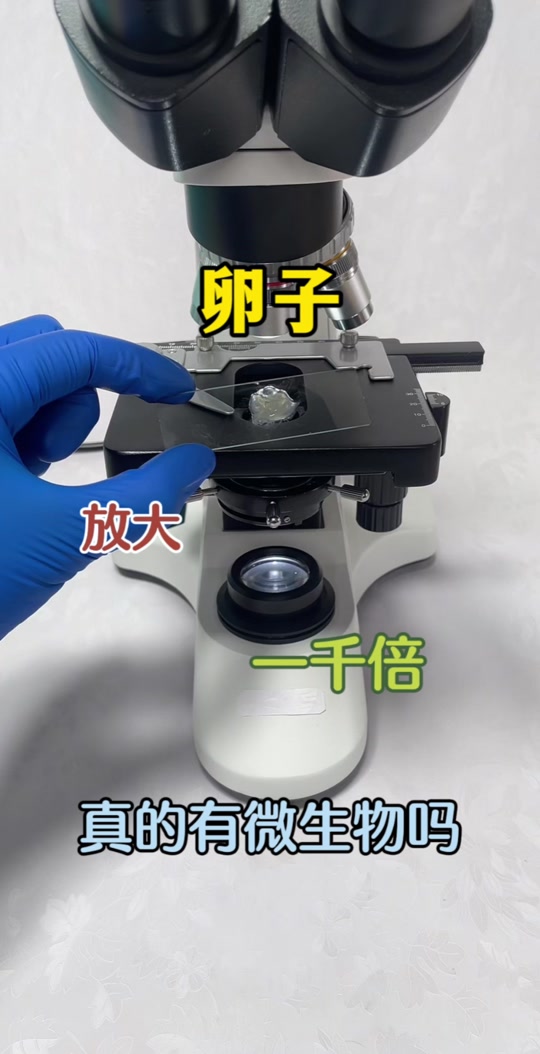 卵子什么样的