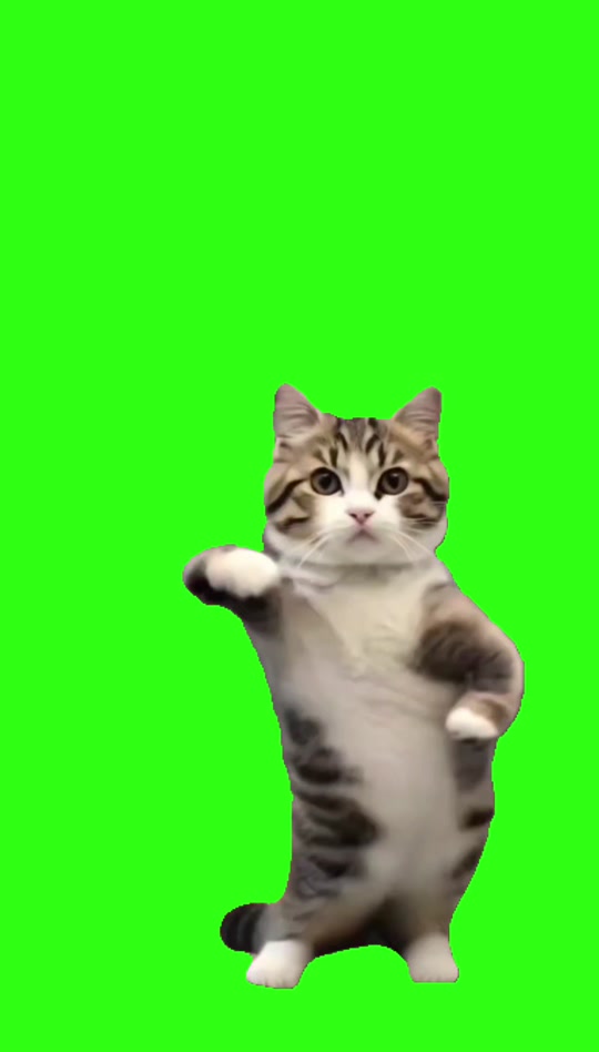 猫咪跳街舞绿幕素材