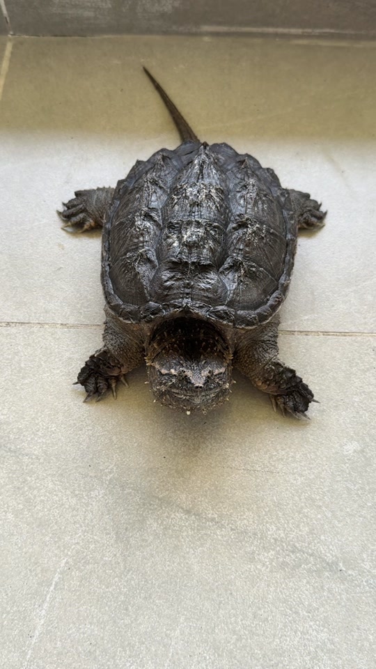 一鸣中美鳄龟 - 抖音