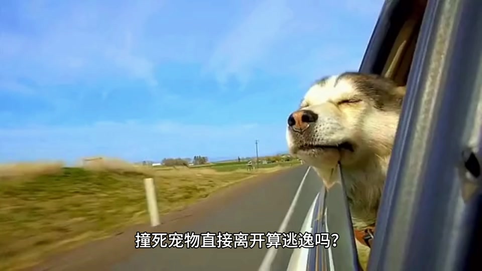 宠物死了超度-宠物死了怎么安慰主人句子