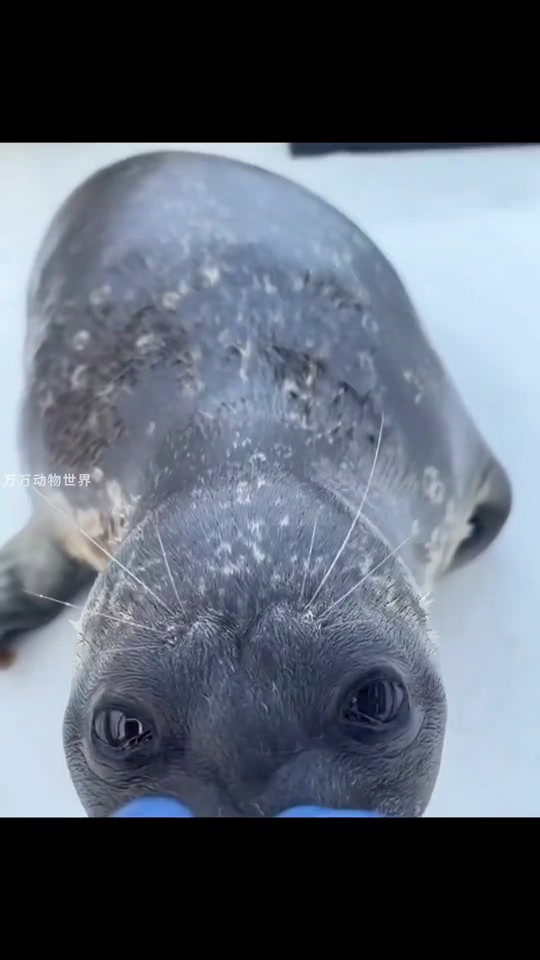 豹海豹幼崽