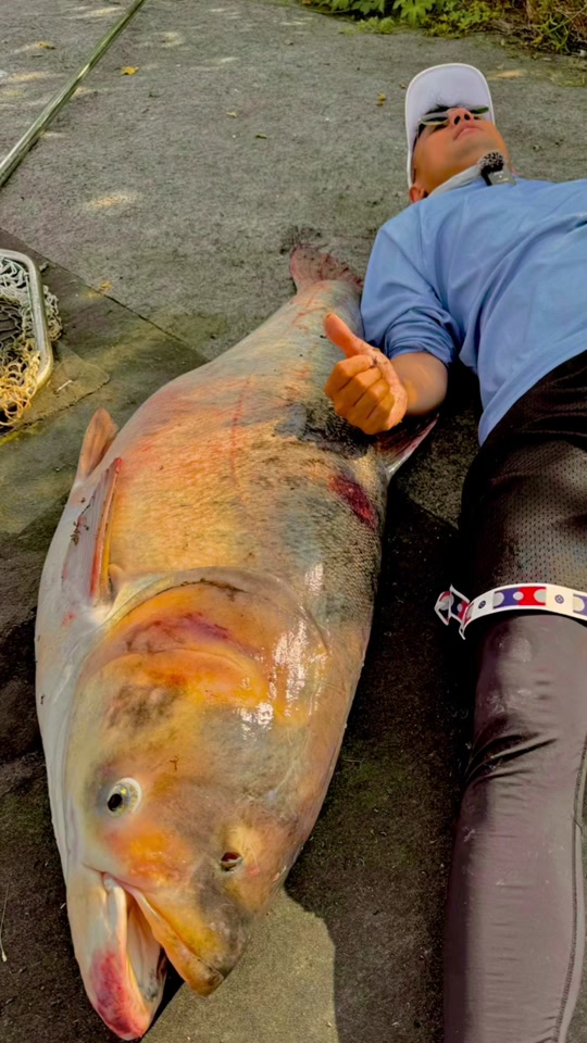 88斤鲢鳙 - 抖音