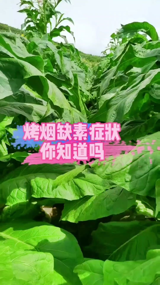 烤烟缺锌的症状