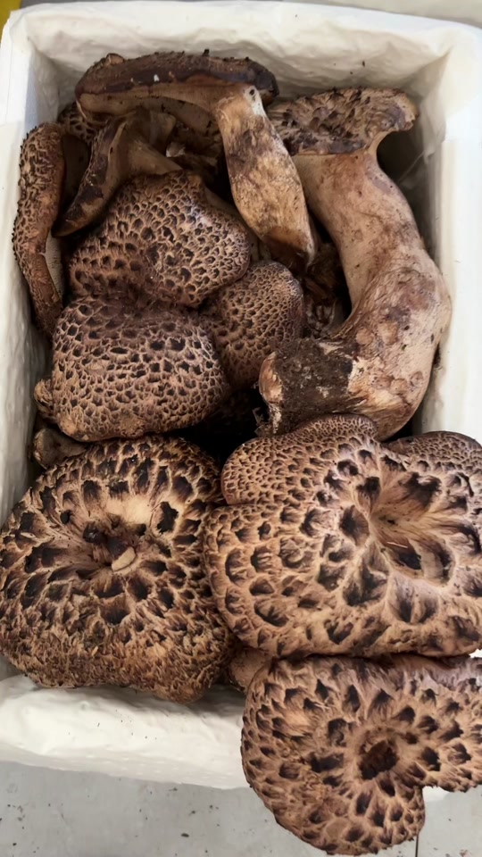 又名獐子菌,现在大量出市,都是每天新鲜采摘,每天顺丰发货#野生菌 #黑