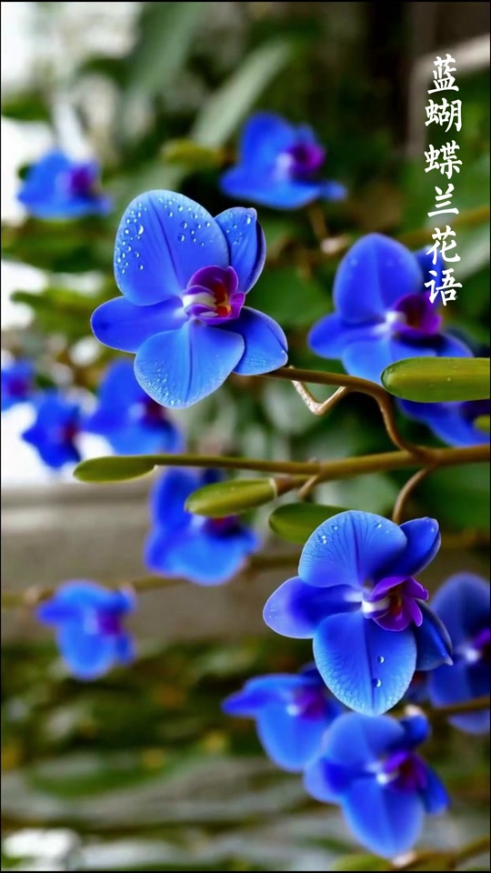 蝴蝶兰之梦