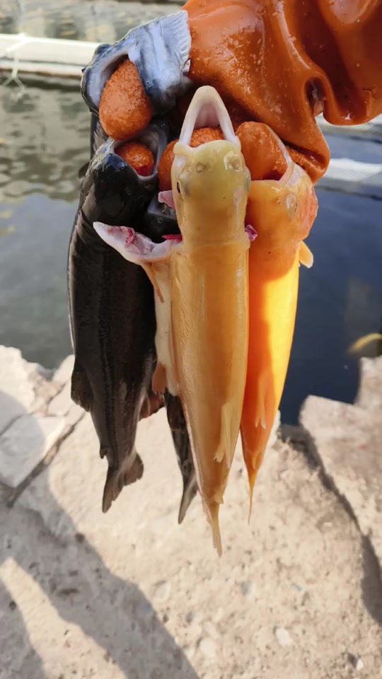 销售虹鳟鱼:自养虹鳟,金鳟,七彩鲑,中华鲟大量出售,真空包装,精品礼盒