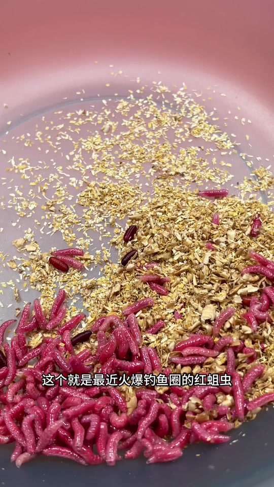 厕所里蠕动的长条小黑虫是什么