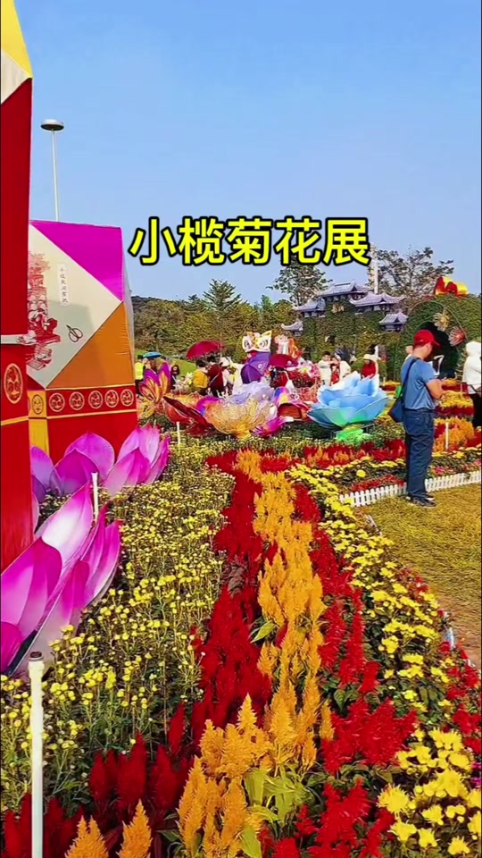 福州2024年小榄菊花展举办时间 - 抖音