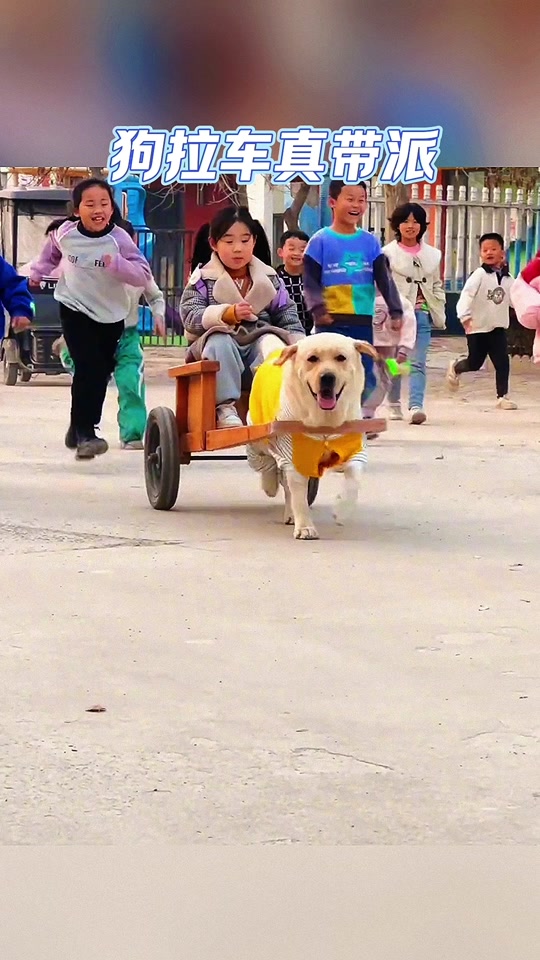 狗子拉车交警一脸懵