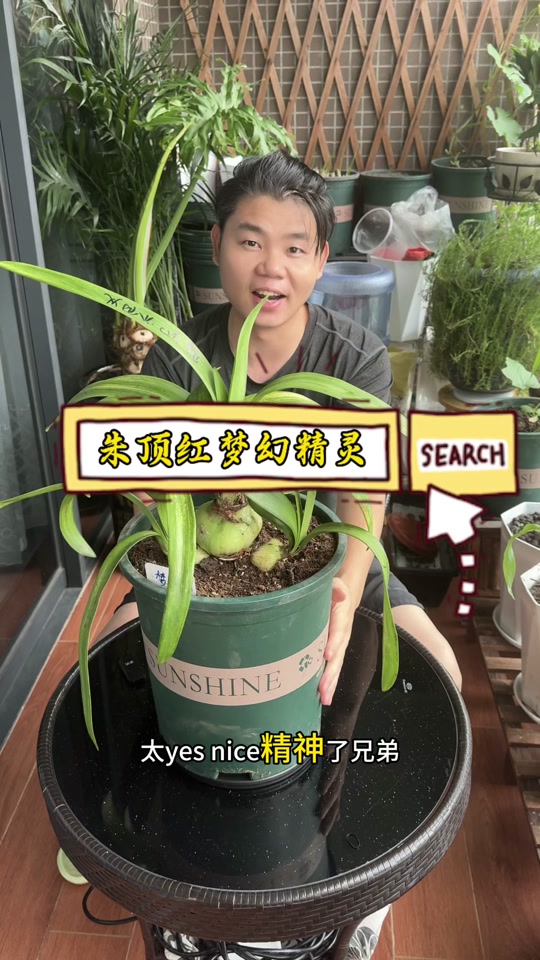 血鹦鹉朱顶红