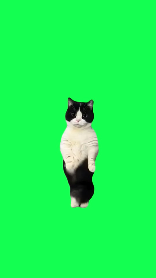 领导猫meme绿幕素材