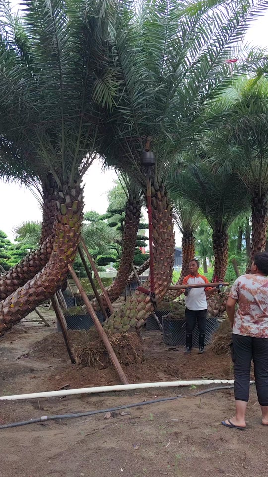 精品弯杆银海枣全冠起飞#台风都挡不住我的热情