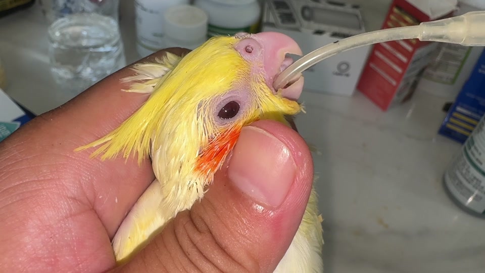 麻雀嗉囊在哪里