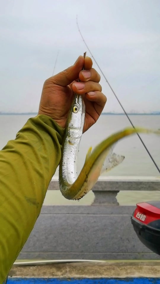 鹤针鱼是淡水还是海水