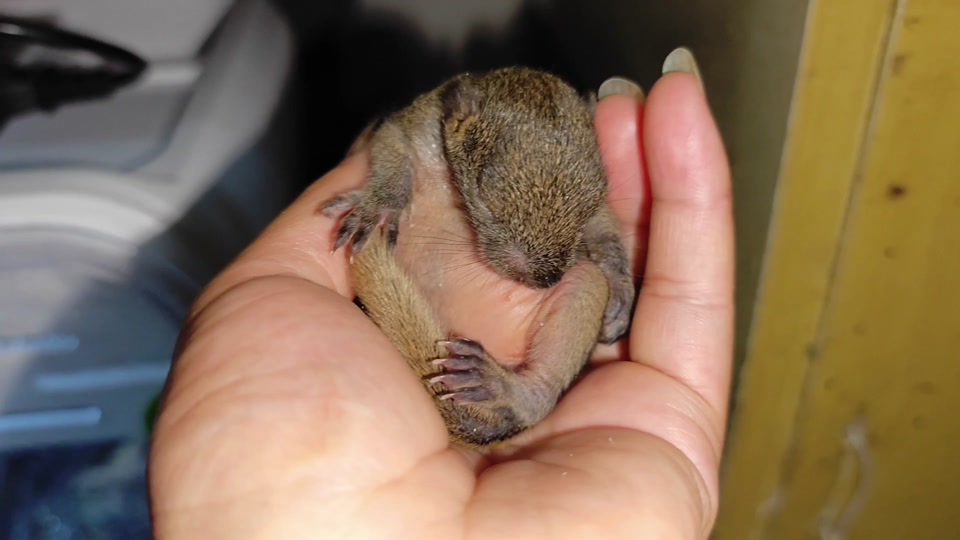 红腹松鼠幼崽 - 抖音